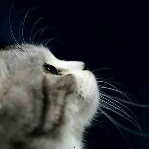 娱乐吃瓜君小猫咪,揭秘娱乐圈那些不为人知的幕后故事