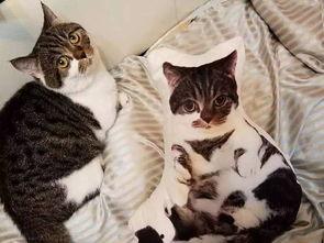 吃瓜娱乐酱抱枕猫